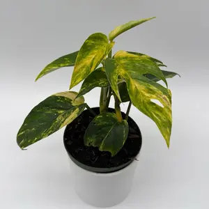 Epipremnum Yellow flame 4" pot | Rare plant | collector's plant | new arrival