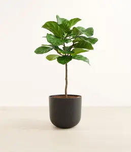 Fiddle Leaf Fig Tree
