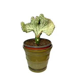 6" White Coral Cactus