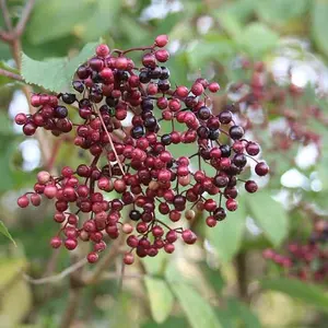 American Black Elderberry – Live Bare Root Bush, 2–3 ft | Sambucus canadensis