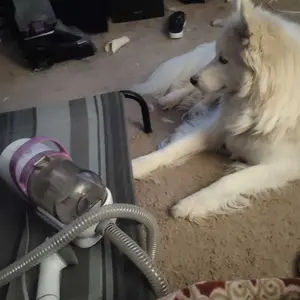 Product Review of Homeika Dog Grooming Vacuum Kit - 3L Vacuum with 7 Tools, Low Noise Electric Clipper and Brush for Pet Shedding at Home from E**e R**n