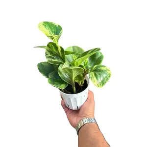 New - Peperomia Marble - 4 Inch