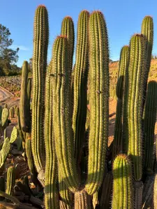 Golden Torch Cactus - Echinopsis Spachiana
