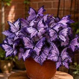 800pcs Butterfly Leaf Hosta Flower Seeds, Unique Butterfly Wing-Resembling Shade-Loving Perennials for Garden Borders, Landscaping