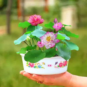 40/80 Pcs Mixed Color Bonsai Bowl Lotus Seeds - Exotic Water Lily Flower Plant Seeds for Ornamental Pond and Home Planting,Flower&Plant Seeds