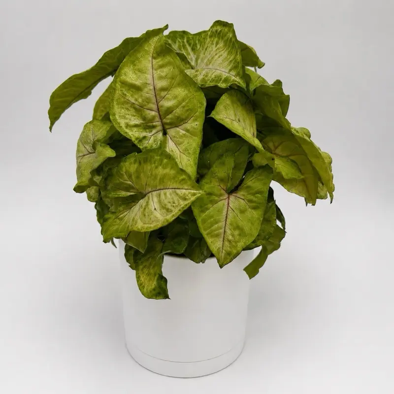 Syngonium Podophyllum Kiwi 6" pot  - Rare House Plant with Unique Leaves for Home and Office Decor