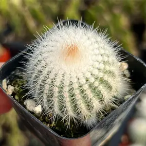 2” Parodia Scopa Silver Ball Cactus Succulent Plant