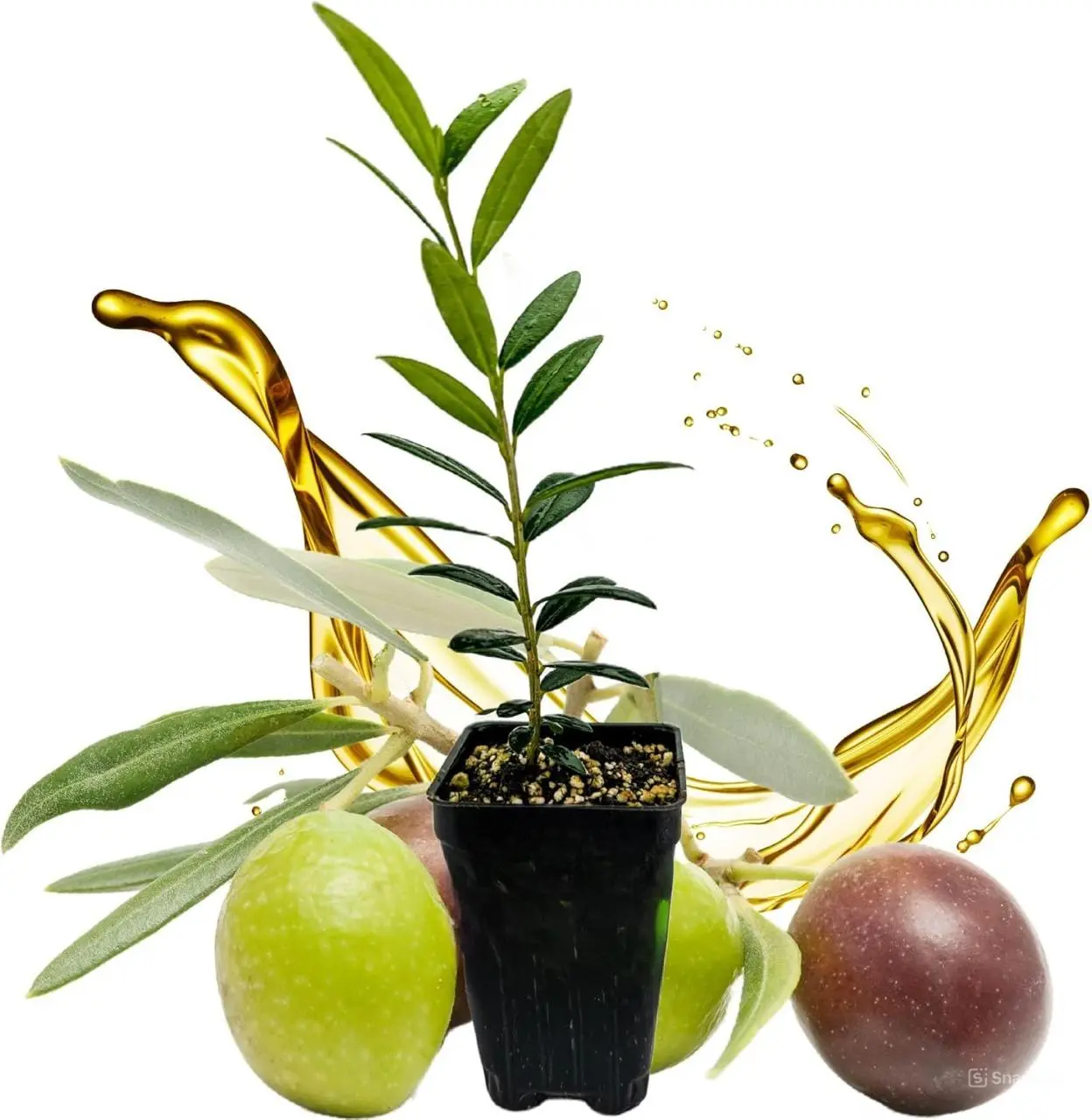 Arbequina Olive Tree Live Plant - Olea europaea 'Arbequina' for Home Gardeners