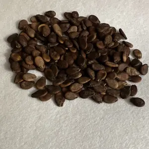 Watermelon SEEDED Organic Seeds