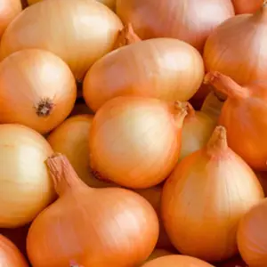 Heirloom Yellow Sweet Spanish Onion Seeds - Organic and Regenerative Gardening Seeds