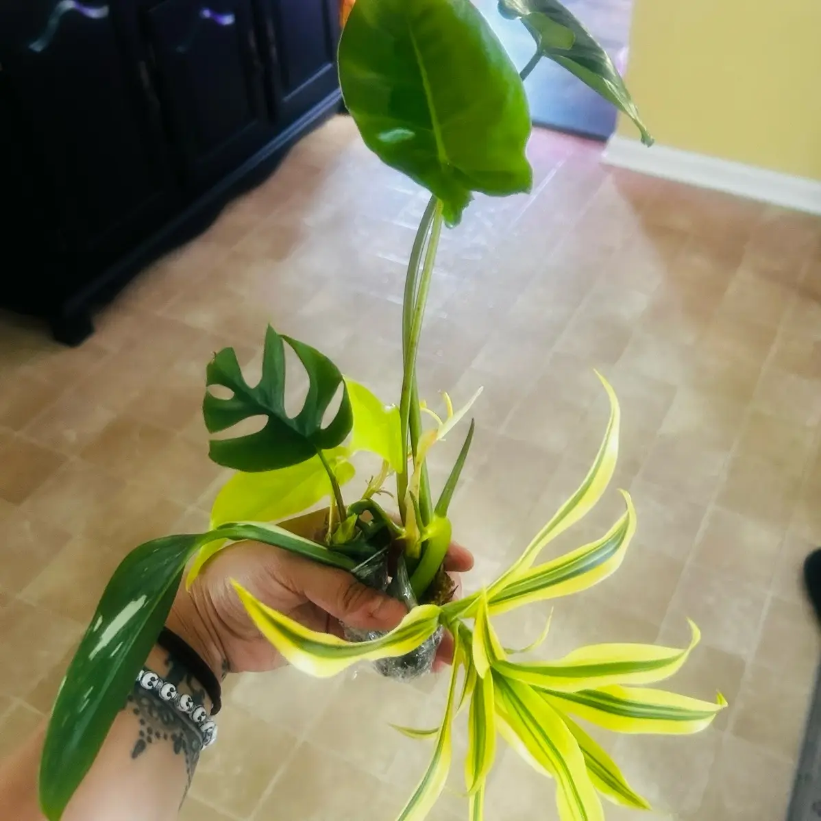 Random Plant Clipping Bundle - 5 Plant Cuttings - Plant Lover Clipping Box (COMES WITH HEAT PACK) *Unrooted*