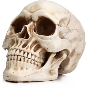 Readaeer Resin Skull Head, Home Decor Model for Halloween, Unique Human Adult Skull Statue for Decoration