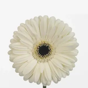 Gerber Iceberg - 50 Stem Bunch