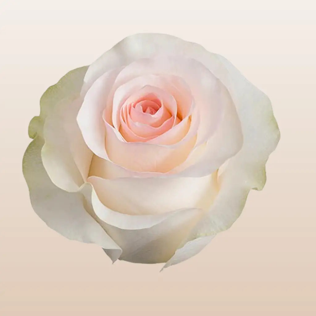 Señorita Fresh Roses Cream with Pink Center Medium Bloom 5.5-6.0cm 45 Petals 12 Days Vase Life Mini Pack 50 Stems Large Pack 100 Stems Fresh from the Farm