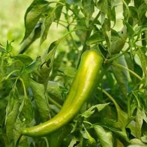 Organic Anaheim Pepper Seeds (Capsicum annuum) – Mild, Versatile Variety, Perfect for Roasting, Stuffing, and Salsas – 10+ Seeds