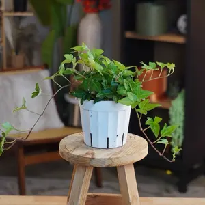 Green Ivy - 4” Pot