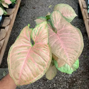 4” Syngonium Strawberry Cream Plant