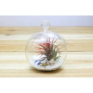 Hanging Beach Tillandsia Air Plant Terrarium with Flat Bottom - Includes White Sand, Shells, & Air Plant