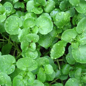 Watercress Seeds | 200 Seeds