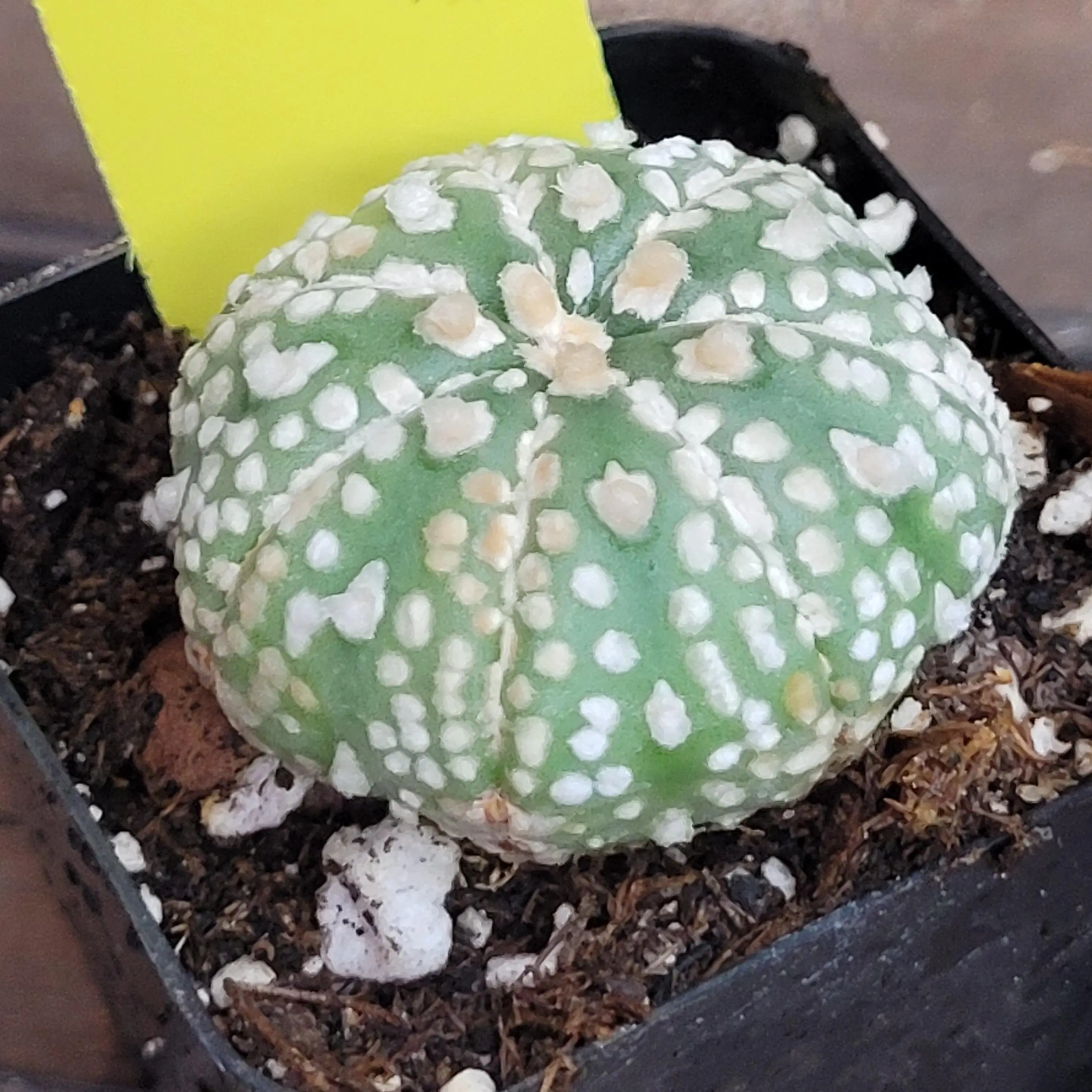 Astrophytum Asterias Sand Dollar Cactus 2 inch Live Cacti - TikTok Shop