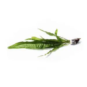 Java Fern. (Regular)