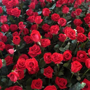 100pcsHeirloom Red Rose Garden Seeds - Perfect for Home Balcony, Yard & Potted Decoration