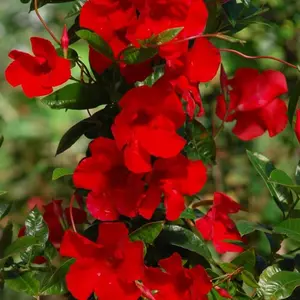 Sun Parasol® Giant Red Emperor Mandevilla