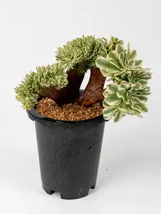 7” Rare Indoor Aeonium new varieties Succulent live Plants Collection For  gift