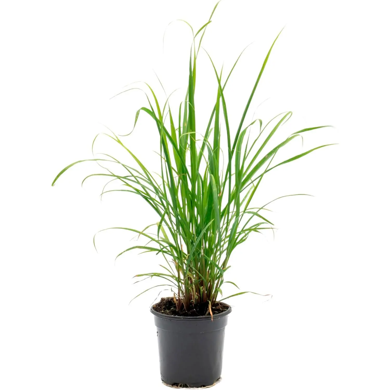 West Indian Lemongrass | Live Edible Herb in 4 Inch Nursery Pot | Cymbopogon Citratus