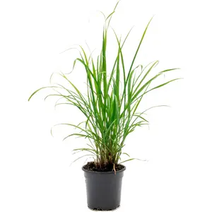 West Indian Lemongrass | Live Edible Herb in 4 Inch Nursery Pot | Cymbopogon Citratus