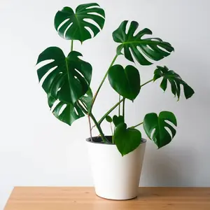 Monstera Deliciosa Seed 10 Seeds Green Herb Plants Beautiful Potted Plants Eye-catching Decoration
