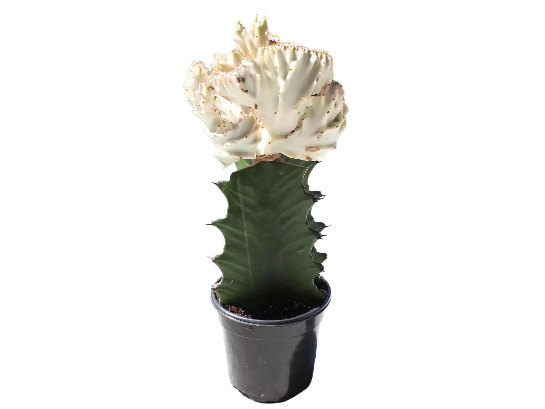 Super White Mermaid Tail Euphorbia 4" Potted Live Plant - Euphorbia lactea 'Cristata' - Rare Crested Succulent - Unique Fan Shape - Easy Care - Architectural Houseplant - Exotic Desert Decor - Low Maintenance - Statement Specimen