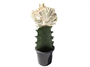 Super White Mermaid Tail Euphorbia 4" Potted Live Plant - Euphorbia lactea 'Cristata' - Rare Crested Succulent - Unique Fan Shape - Easy Care - Architectural Houseplant - Exotic Desert Decor - Low Maintenance - Statement Specimen