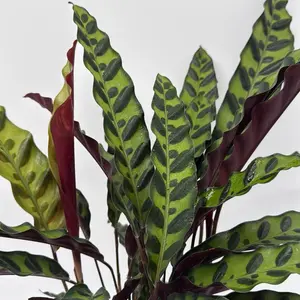 Prayer Plant Calathea Lancifolia 6” Pot – Pet Friendly Rattlesnake Plant, Purple Underside Leaves, Tropical Indoor Houseplant Decor