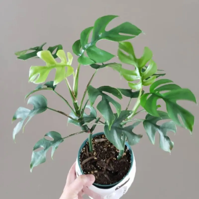 Philodendron Minima Plant Plug (Rhaphidophora tetrasperma) – Compact Tropical Plant with Split Leaves for Indoors.