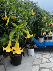 Angels Trumpet Yellow Brugmansia UnRooted Cutting