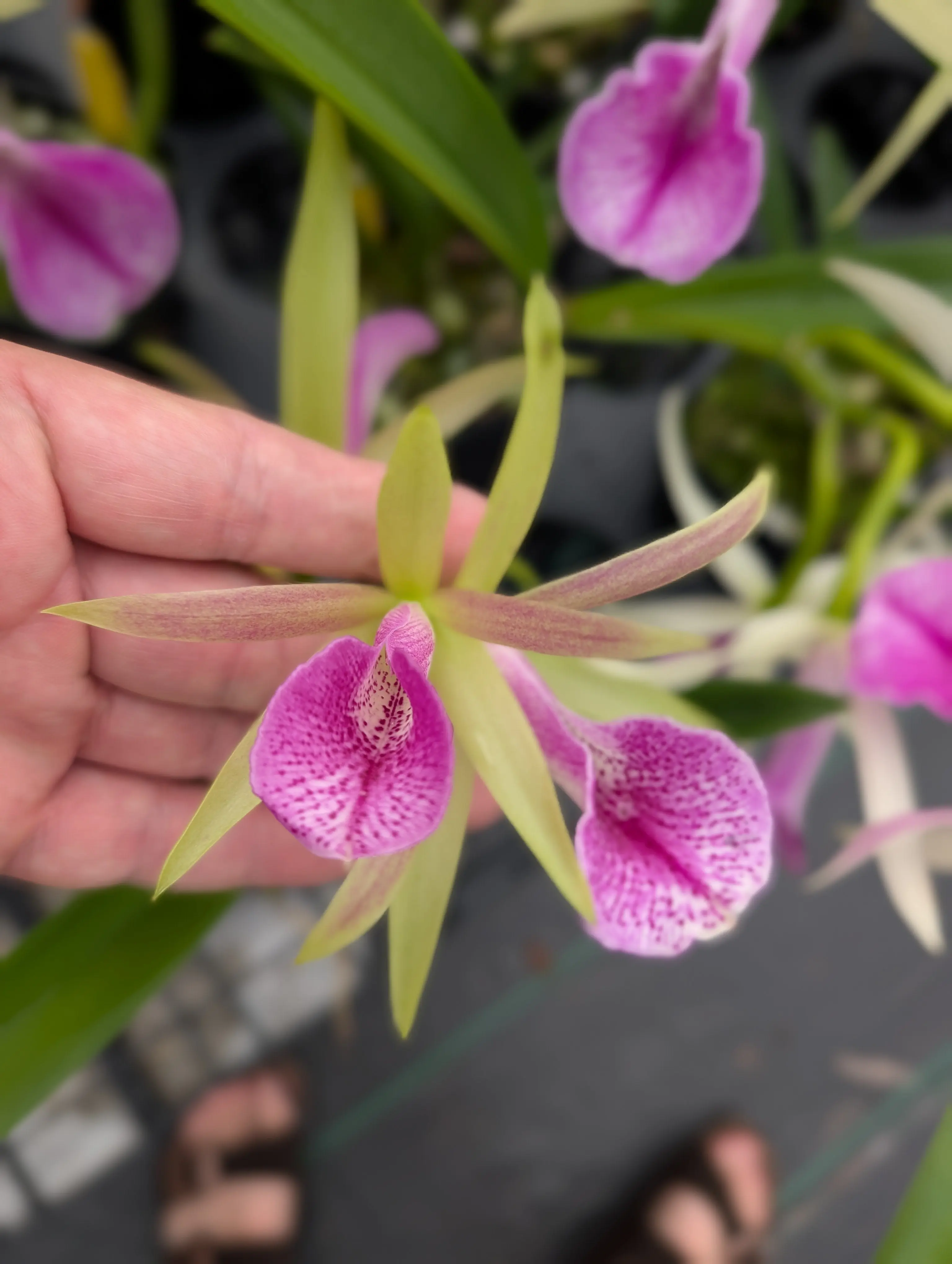 Bc. Morning Glory x Bc. Gulfshore's Beauty | BS not in bloom | 3.5 Pot