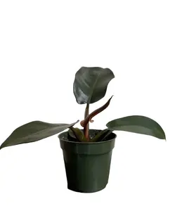 Medium 4" Black Cardinal Philodendron