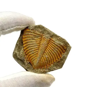 Trilobite Fossil, 500 Million Year Old Marine Life imitation fossil, Casual Style Insect-Themed Jewelry Accessories and Parts, with Artificial faux Gemstone for Educational Collectibles.