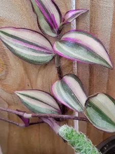 Tradescantia Zebrina Tricolor Wandering Jew Rare Variety rooted Cutting