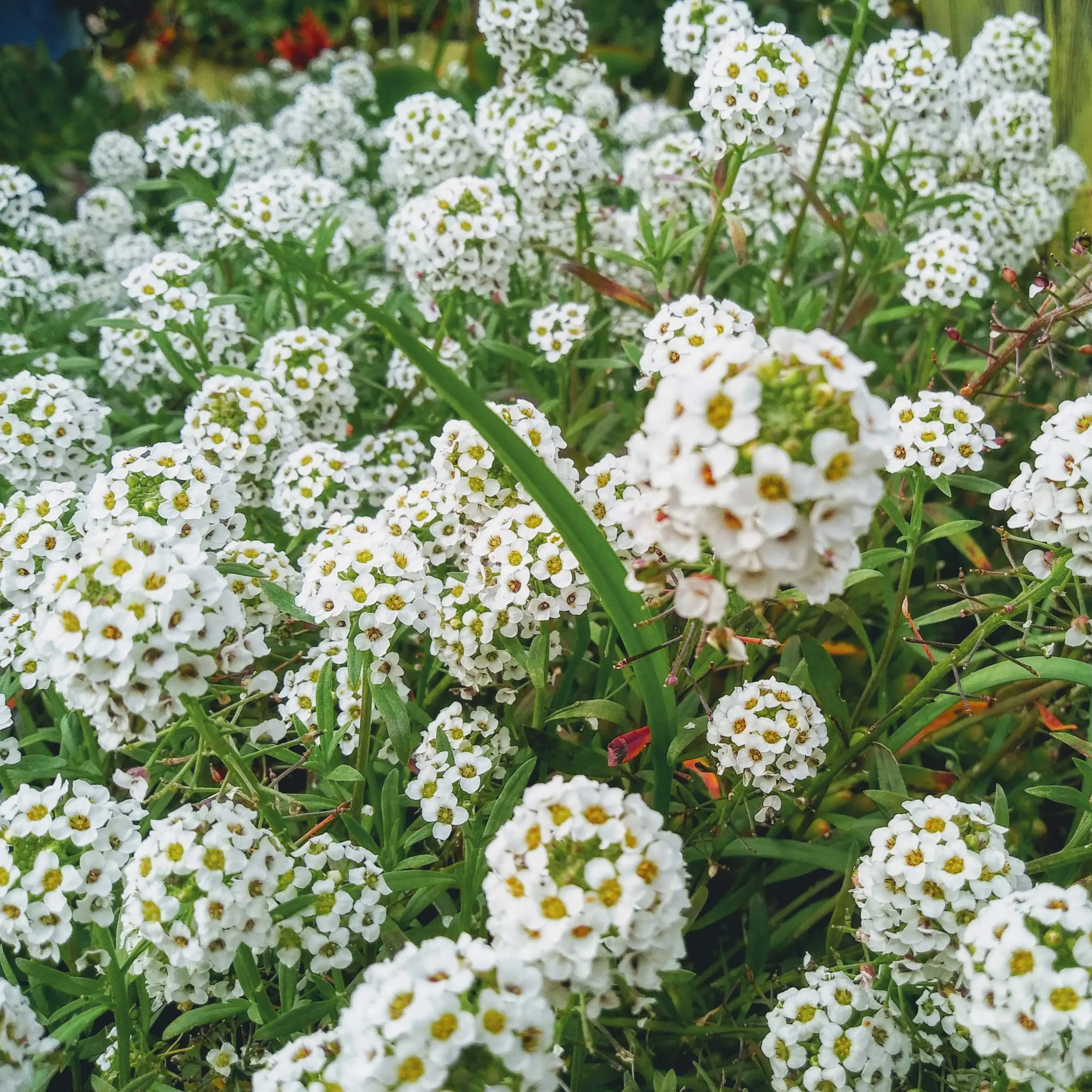 Sweet Alyssum (Alyssum maritimum) Organic Seeds – Fragrant White Blooms, Ground Cover, Attracts Beneficial Insects, Easy-to-Grow Annual