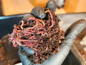 Pure Red Wigglers 1 lbs Eisenia Fetida for Vermicomposting & Soil Health Easy Care Versatile Worms for Gardening and Composting