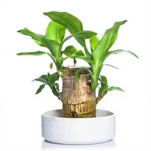 Brazilian Lucky Wood Doll with Base for Luck and Wealth, Easy to Grow Indoors-【Retun if no sprout】