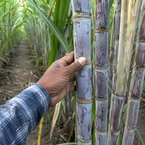 100 Pcs Sugarcane Seeds for Planting, Sweet Sugar Cane Plant Seeds for Home Garden, Backyard & Outdoor Growing