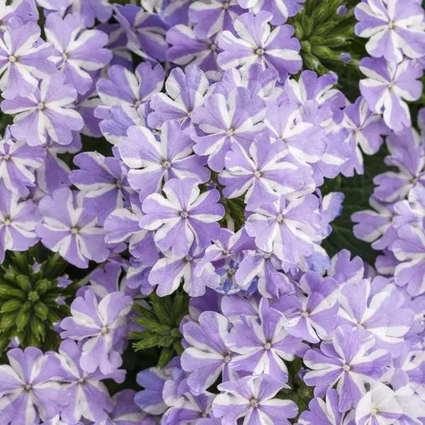 Green River 50 Violet White Verbena Seeds - Perennial Flower Seed Pack, Two-Tone Charm, Balcony Brightener, Pollinator Favorite