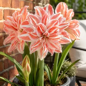 【Summer Vibes】 Hippeastrum Seeds - Giant AmaryllisBlooms, Vibrant Color Flowers, Easy to Plant & Beginner-Friendly, Non-GMO Flower Seeds for Indoor & OutdoorGarden, Long-Lasting Ornamental Plant, Perfect Gift for Plant Lovers