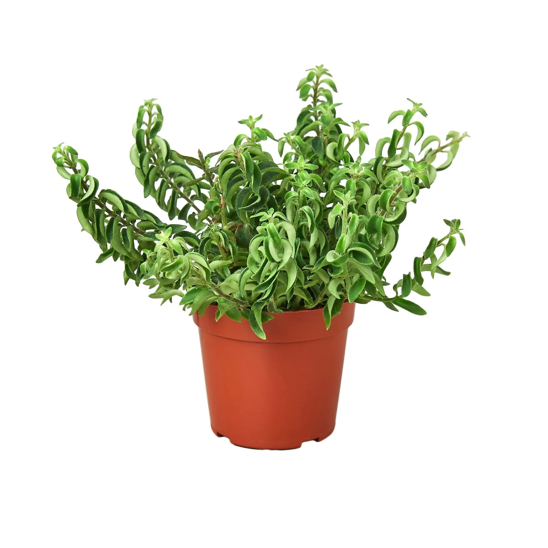 Curly Lipstick Plant (Aeschynanthus radicans)