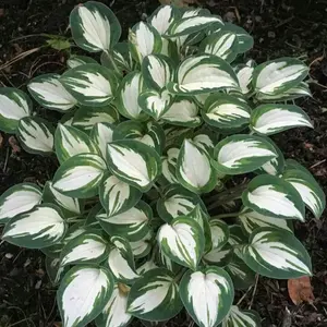 800 Pcs Hosta Seeds – Unique White-Green Foliage Plants, Easy to Grow & Low Maintenance Perennials for Shade Gardens and Containers