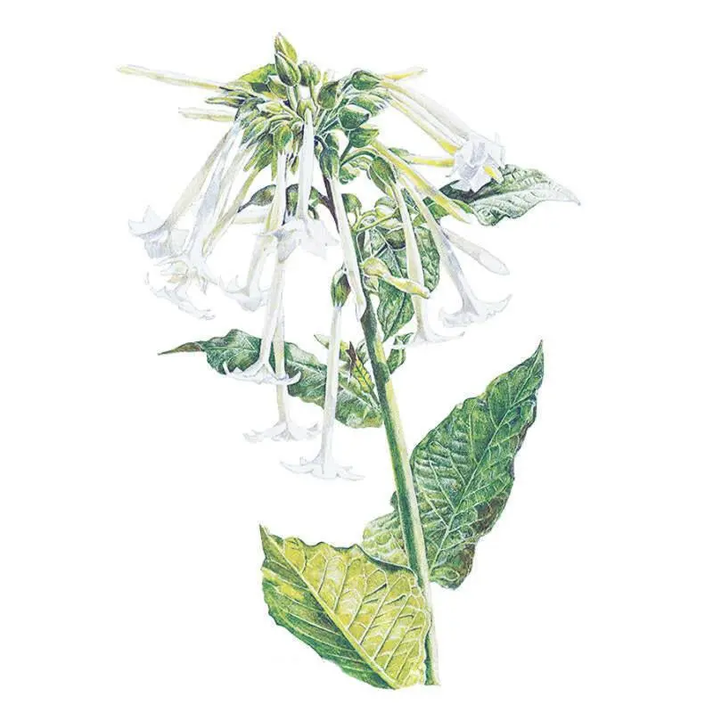 Indian Peace Pipe Nicotiana Flower Seeds - Fragrant, Bold-Look, Pollinator-Attracting, Tall-Growth Garden Plant Seeds with Large Leaves for Home Improvement, Fragrance