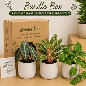 Low Light Plant Bundle Box – 3 Assorted Easy-Care House plants | Beginner Friendly Indoor Plant Collection | Alocasia, Aglaonema & Pothos
